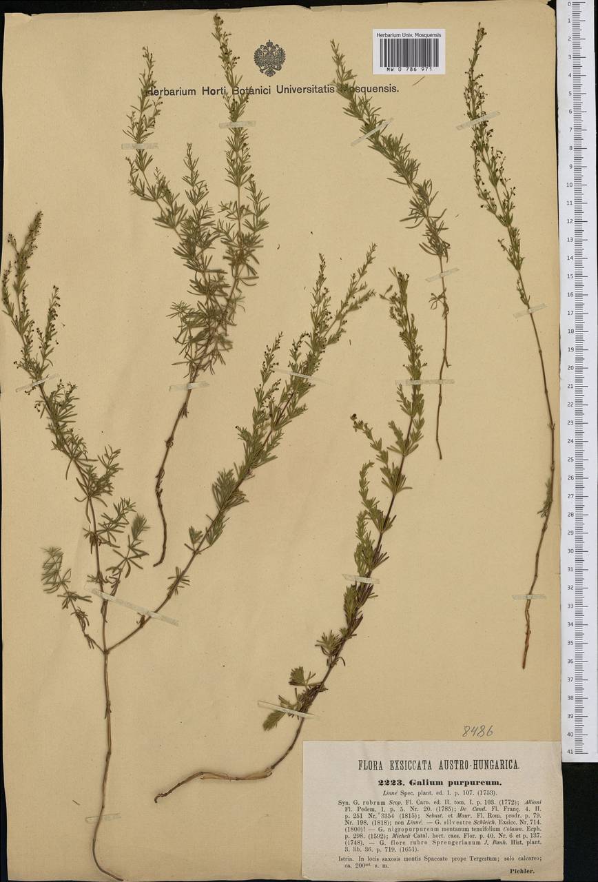 Thliphthisa purpurea subsp. purpurea, Western Europe (EUR) (Slovenia)