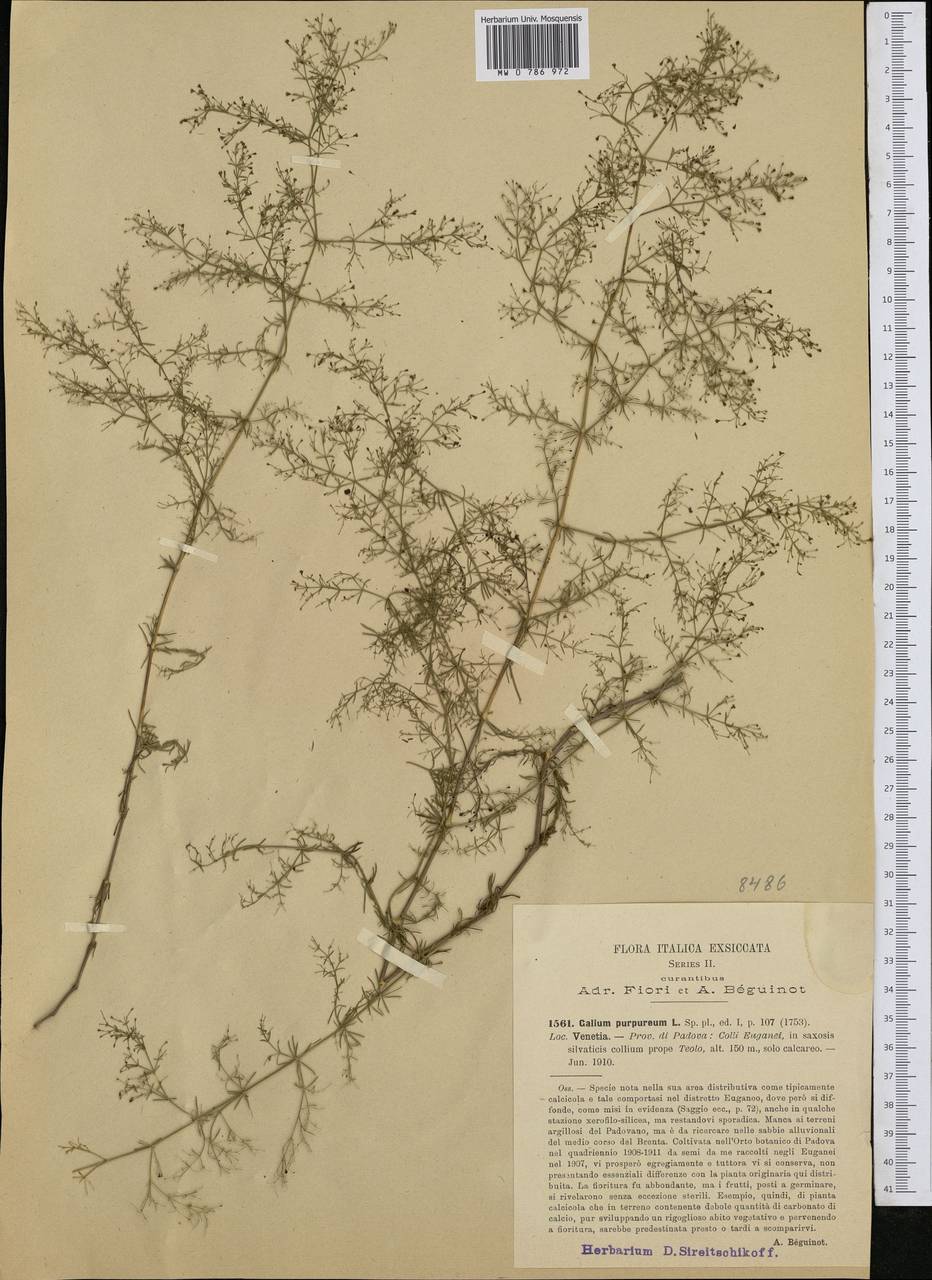 Thliphthisa purpurea subsp. purpurea, Western Europe (EUR) (Italy)