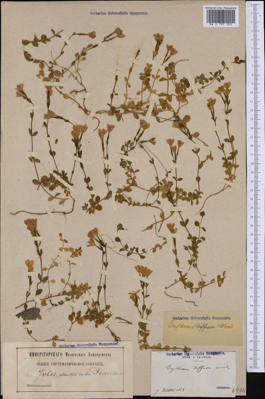 Centaurium scilloides (L. fil.) Samp., Western Europe (EUR) (France)