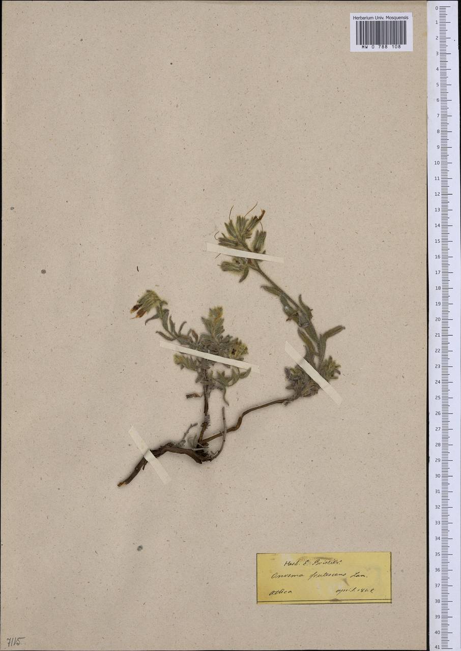 Onosma frutescens Lam., Western Europe (EUR) (Greece)