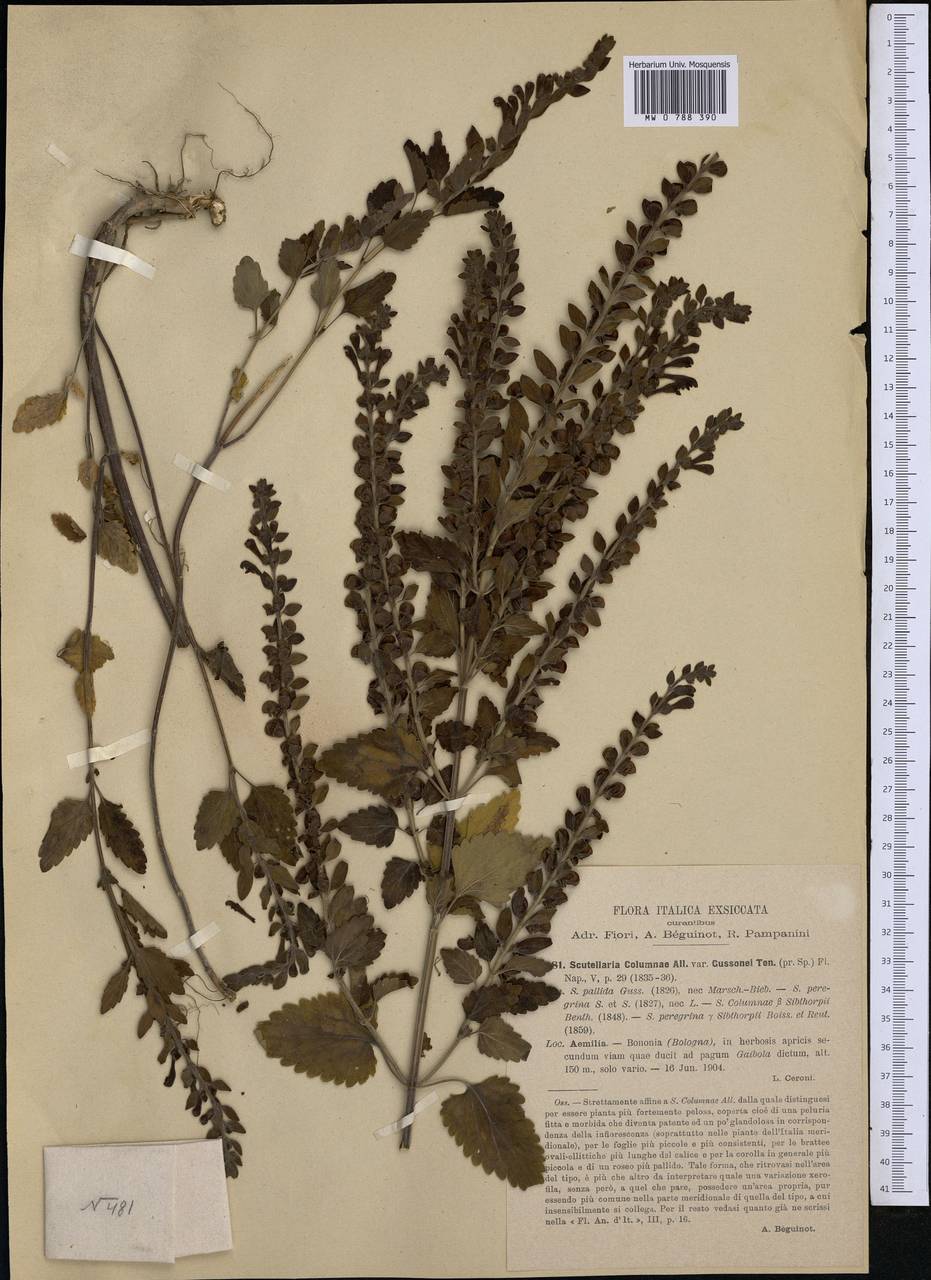 Scutellaria columnae subsp. gussonei (Ten.) Nyman, Western Europe (EUR) (Italy)