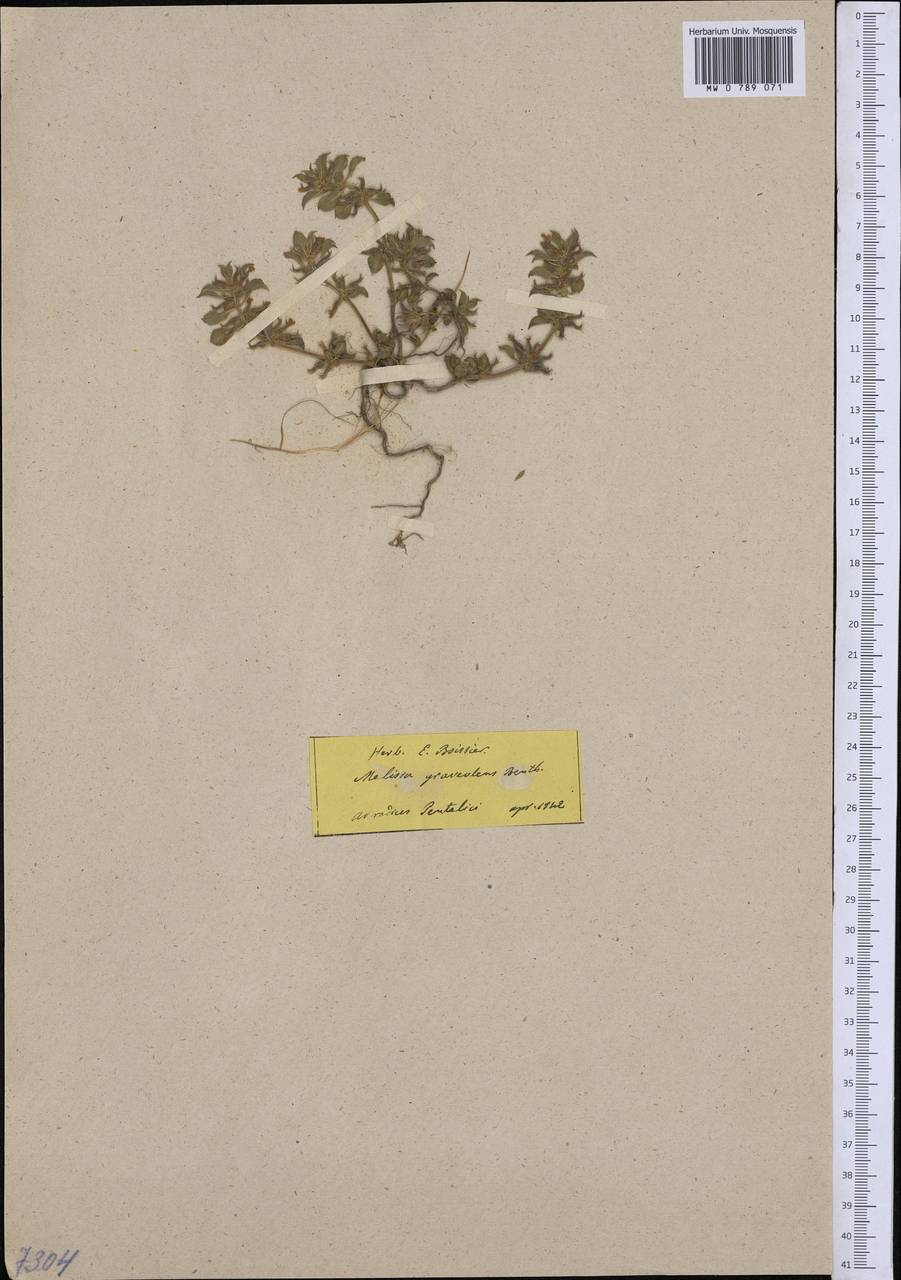 Clinopodium graveolens, Western Europe (EUR) (Greece)