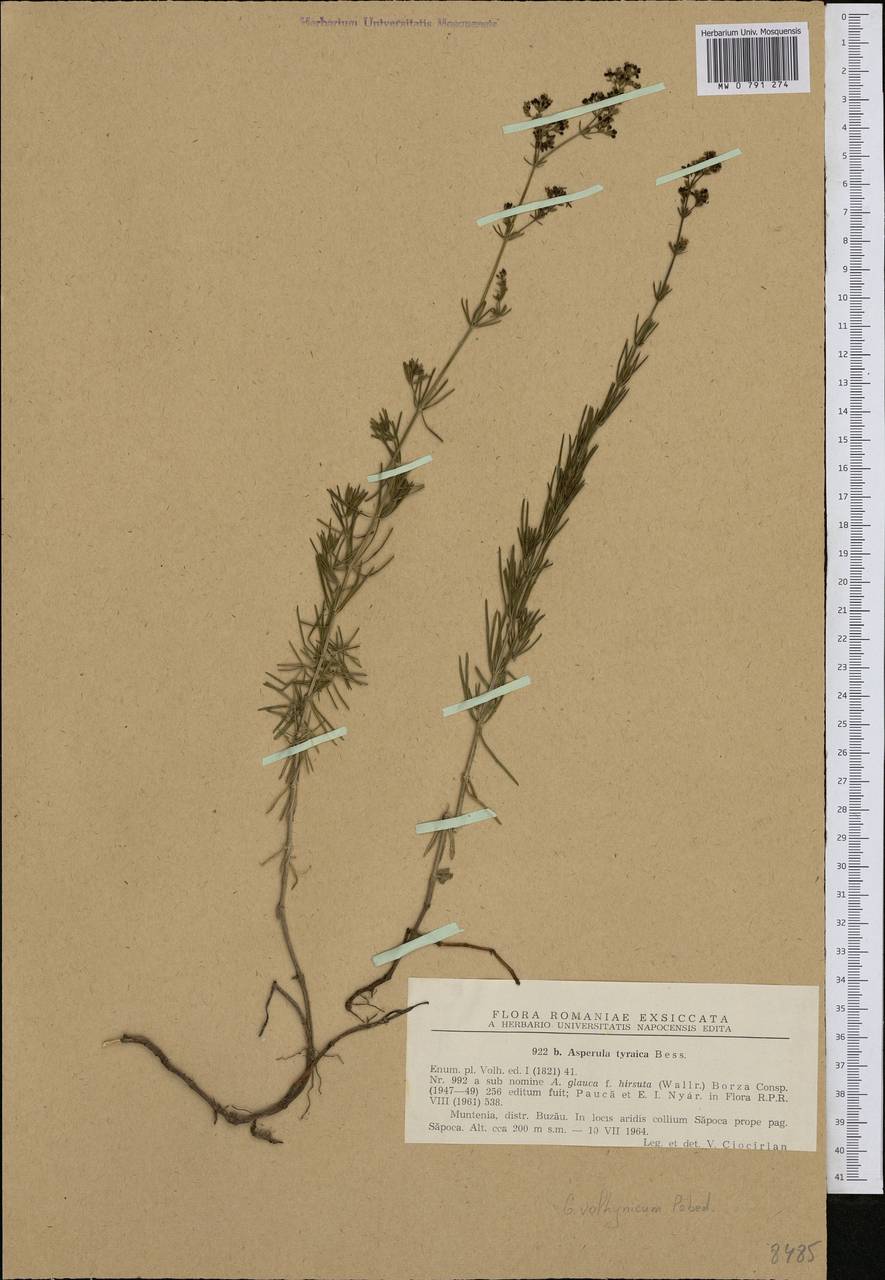 Galium volhynicum Pobed., Western Europe (EUR) (Romania)