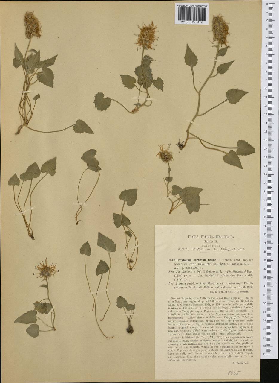 Phyteuma cordatum Balb., Western Europe (EUR) (Italy)