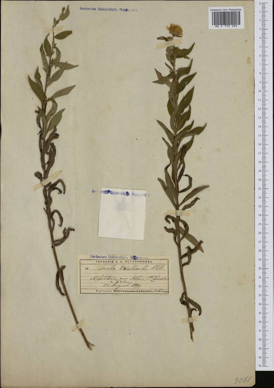 Pentanema helveticum (Weber) D. Gut. Larr., Santos-Vicente, Anderb., E. Rico & M. M. Mart. Ort., Western Europe (EUR) (Switzerland)