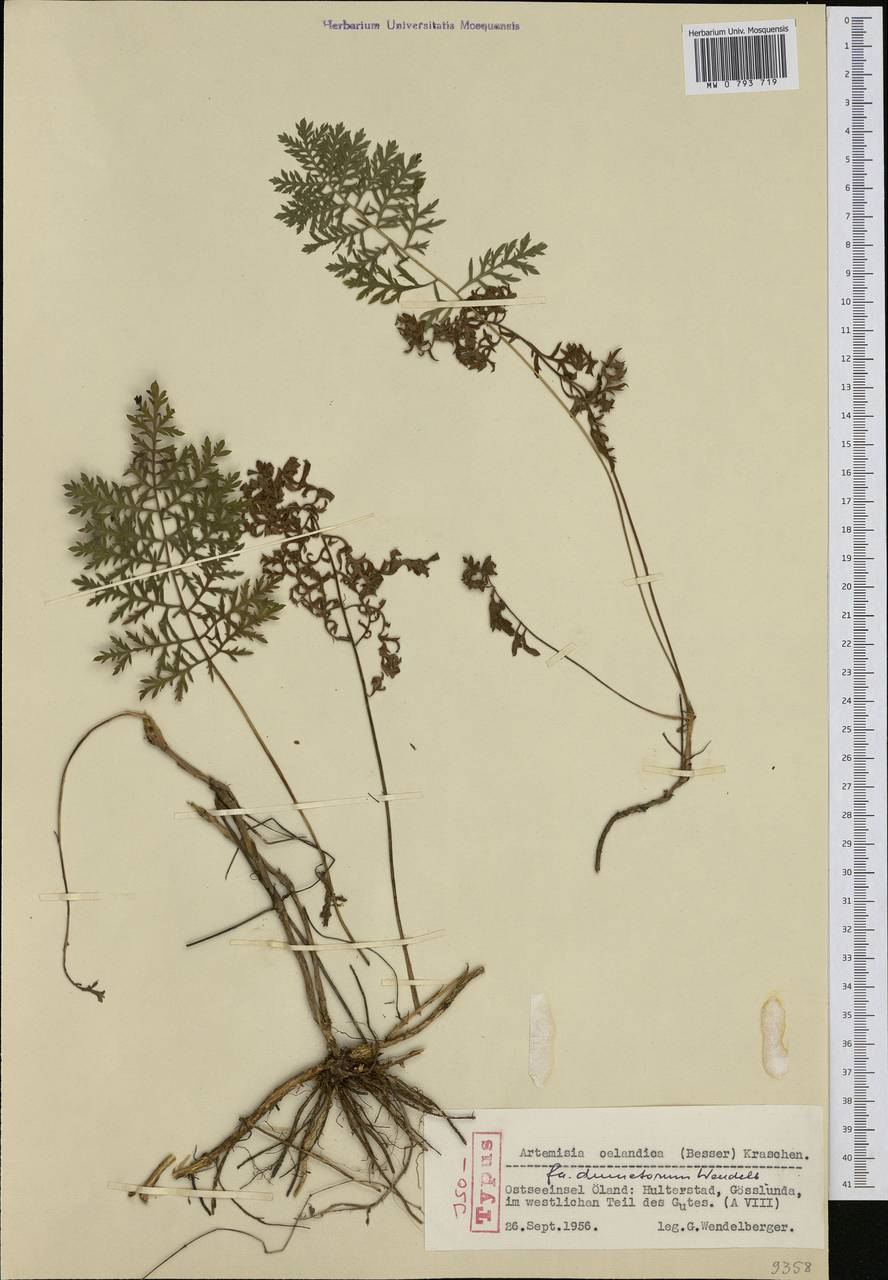 Artemisia oelandica (Besser) Kom., Western Europe (EUR) (Sweden)