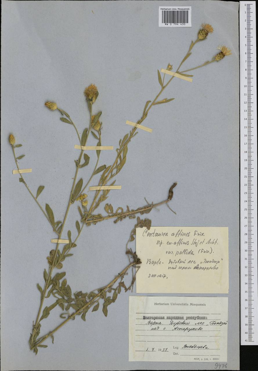 Centaurea affinis Friv., Western Europe (EUR) (Bulgaria)