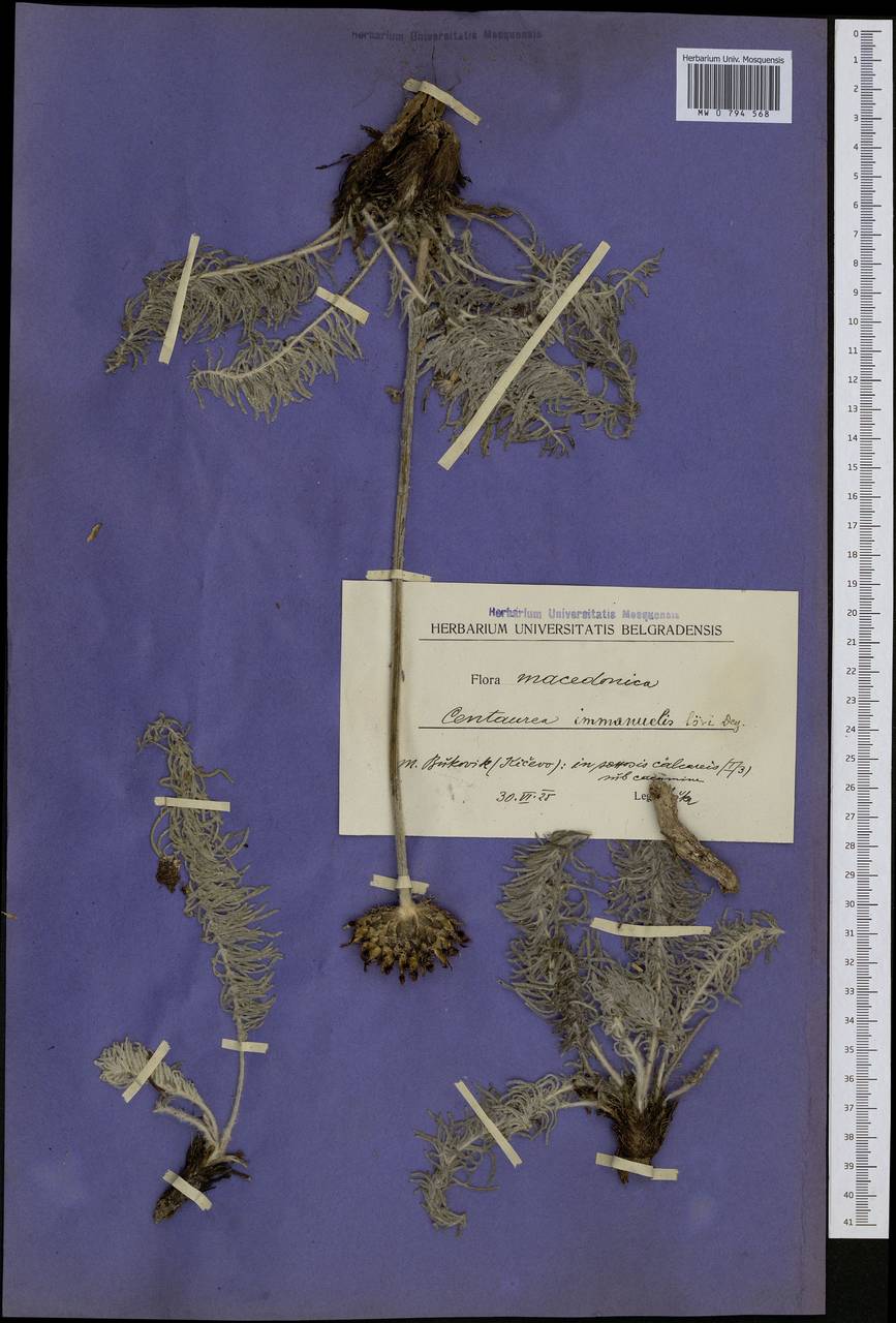 Centaurea immanuelis-loewii Degen, Western Europe (EUR) (North Macedonia)
