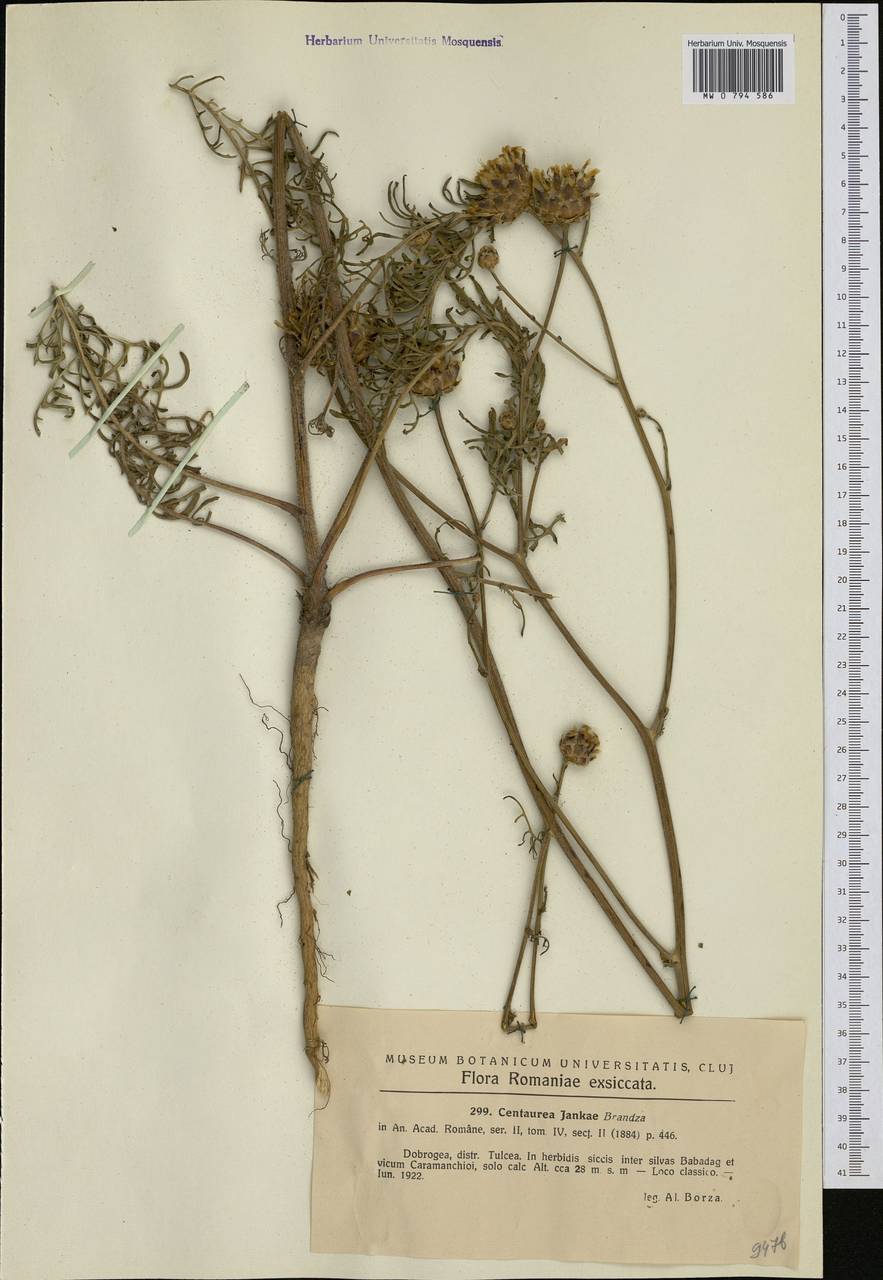 Centaurea jankae Brândzã, Western Europe (EUR) (Romania)