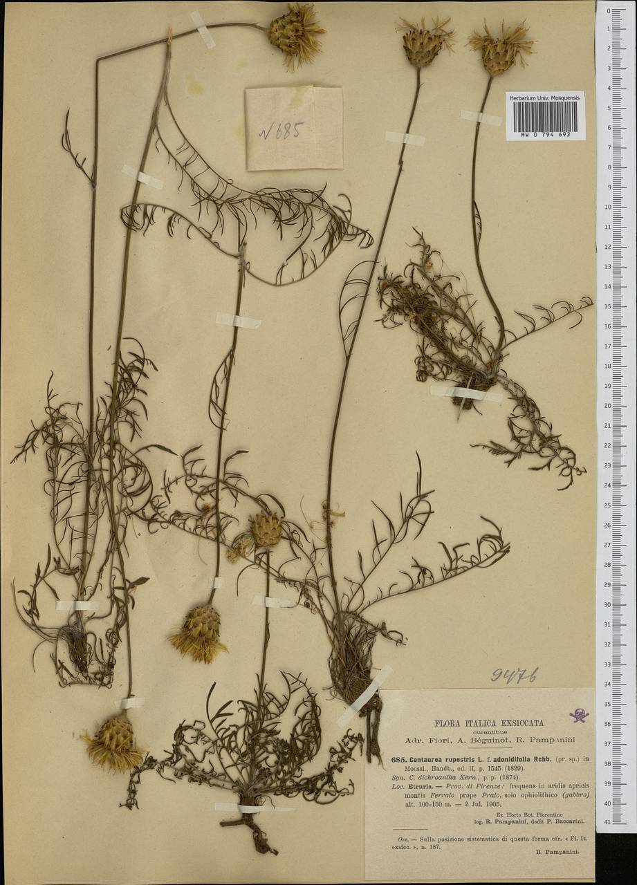 Centaurea arachnoidea subsp. adonidifolia (Rchb.) F. Conti, Moraldo & Ricceri, Western Europe (EUR) (Italy)