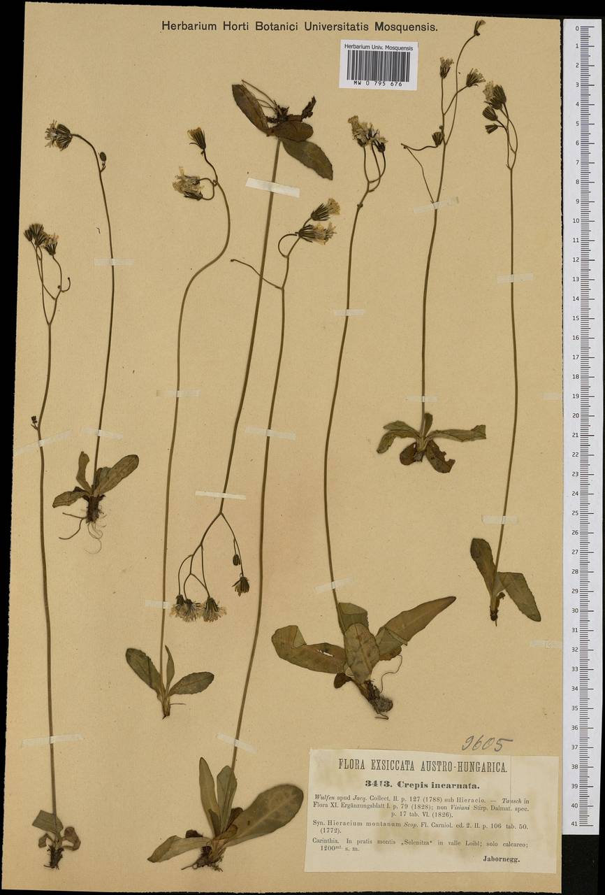 Crepis incana Sibth. & Sm., Western Europe (EUR) (Austria)