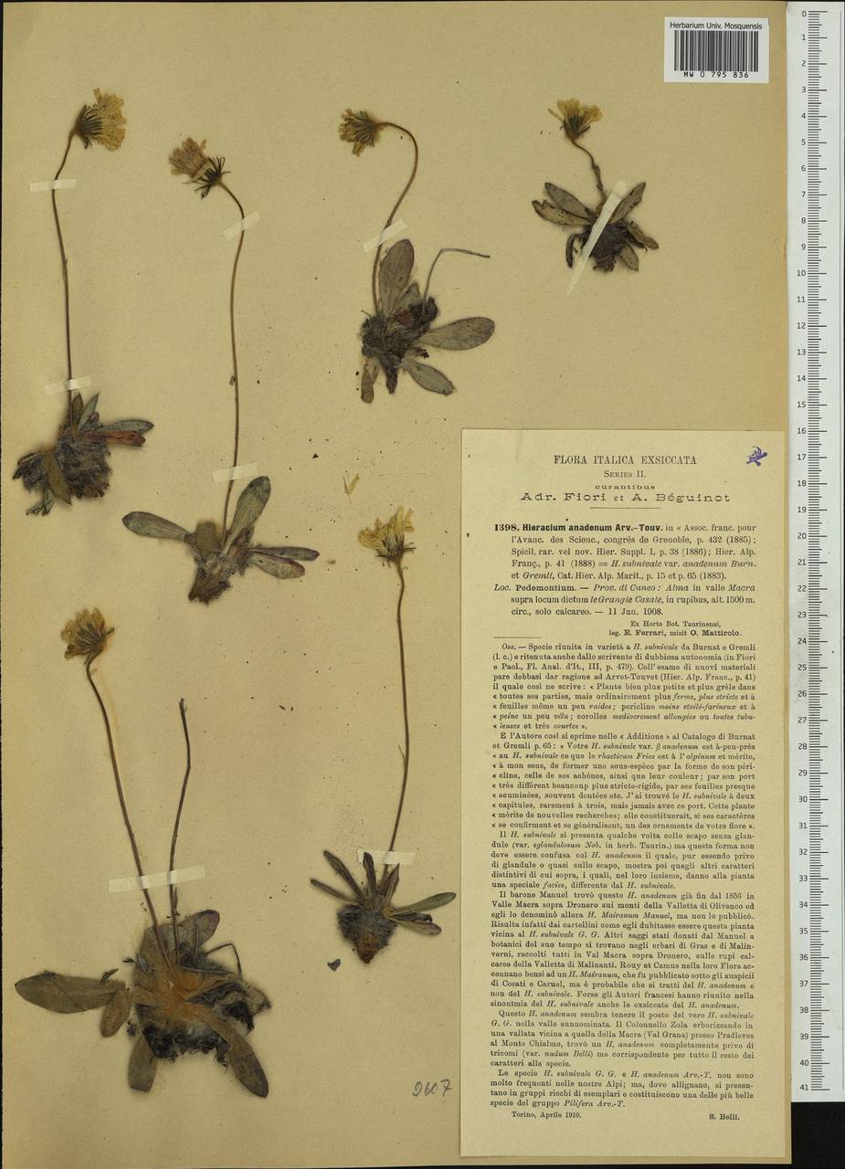 Hieracium armerioides subsp. anadenum (Burnat & Gremli) Zahn, Western Europe (EUR) (Italy)