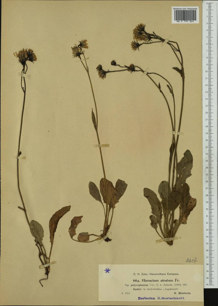 Hieracium polycephalum Velen., Western Europe (EUR) (Czech Republic)