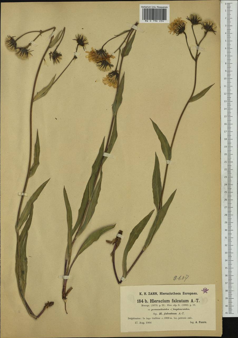 Hieracium falcatum Arv.-Touv., Western Europe (EUR) (France)
