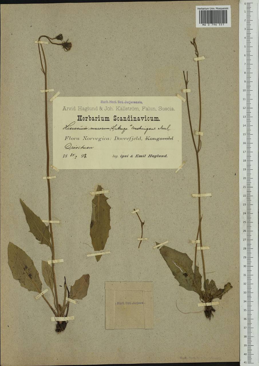 Hieracium constringens Norrl., Western Europe (EUR) (Norway)