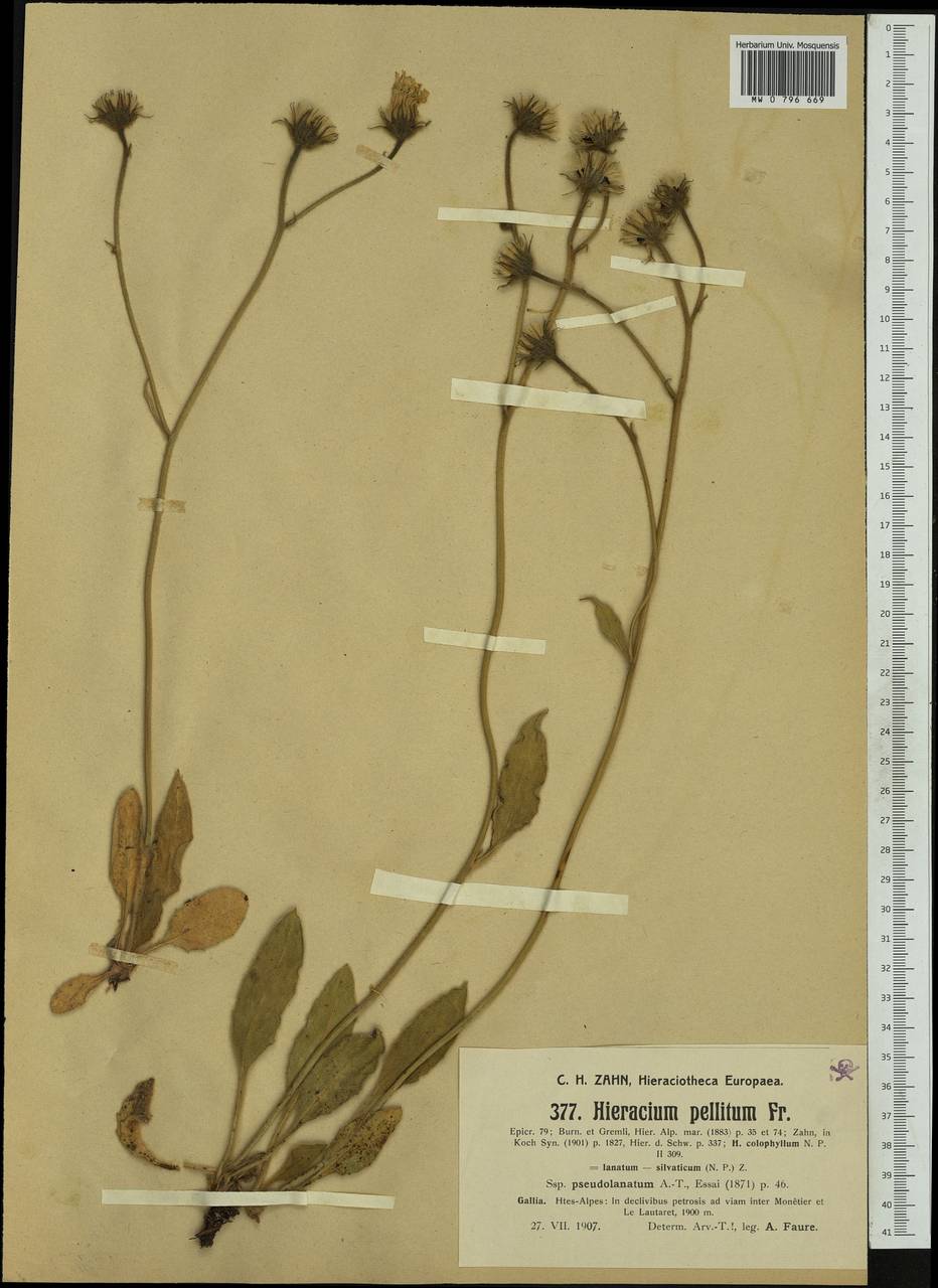 Hieracium pellitum subsp. pseudolanatum (Arv.-Touv.) Zahn, Western Europe (EUR) (France)
