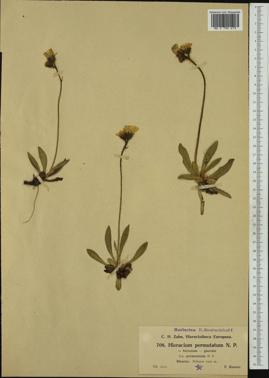 Pilosella permutata (Nägeli & Peter) Soják, Western Europe (EUR) (Switzerland)