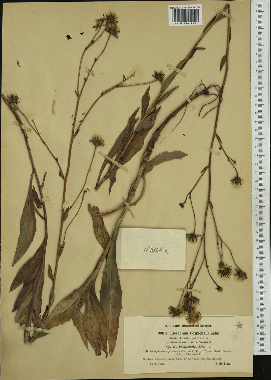 Hieracium pospichalii Zahn, Western Europe (EUR) (Austria)