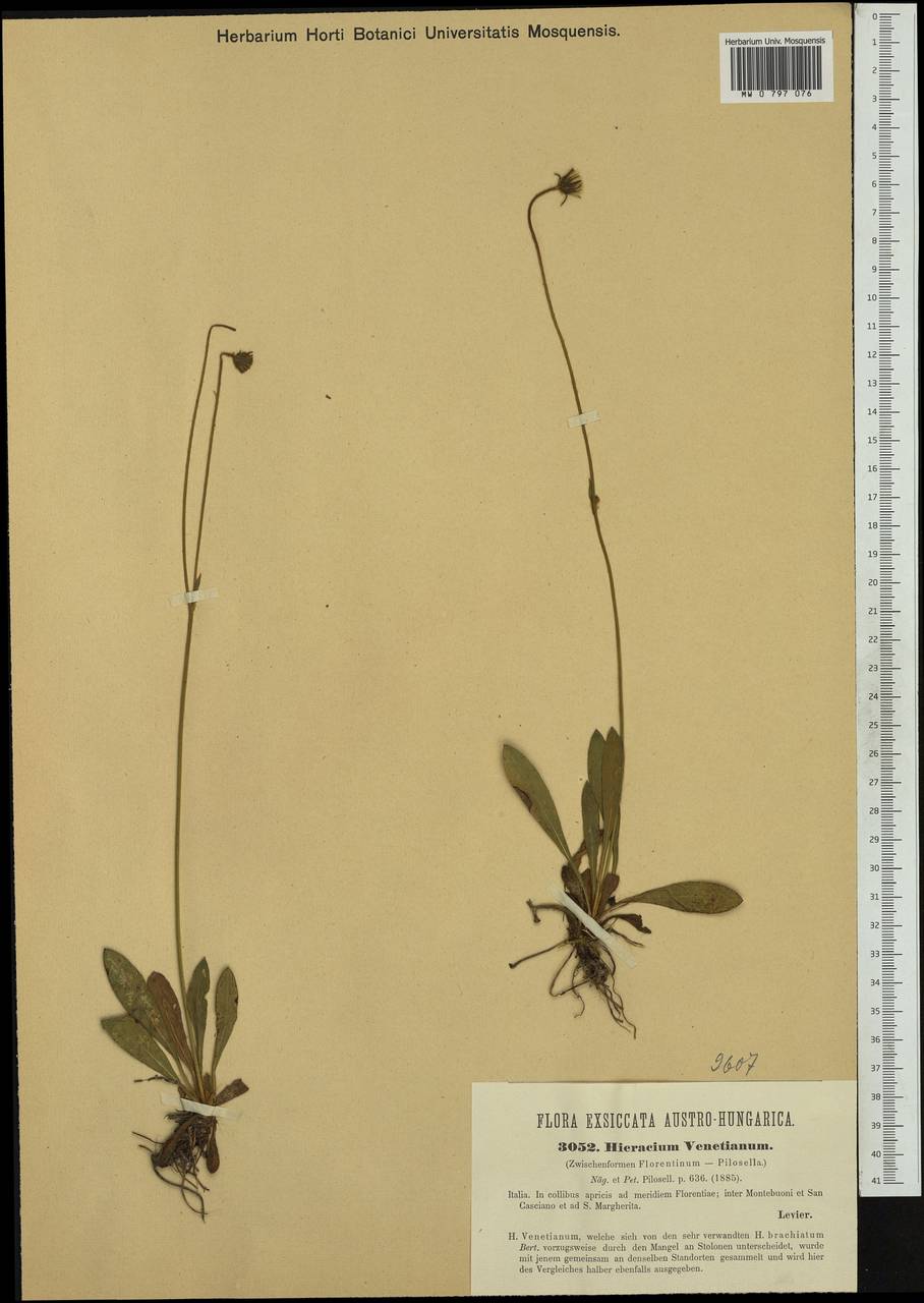 Pilosella arida (Freyn) Soják, Western Europe (EUR) (Italy)