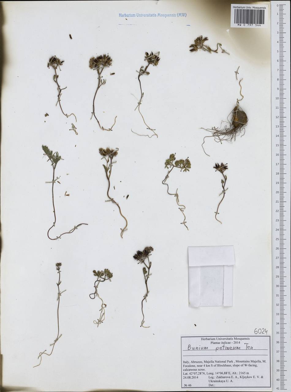 Bunium alpinum subsp. petraeum (Ten.) Rouy & E.G.Camus, Western Europe (EUR) (Italy)