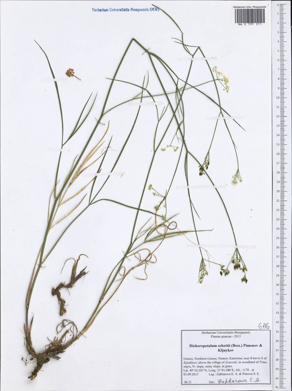Dichoropetalum schottii (Besser ex DC.) Pimenov & Kljuykov, Western Europe (EUR) (Greece)