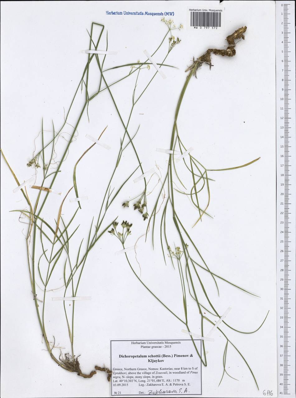 Dichoropetalum schottii (Besser ex DC.) Pimenov & Kljuykov, Western Europe (EUR) (Greece)