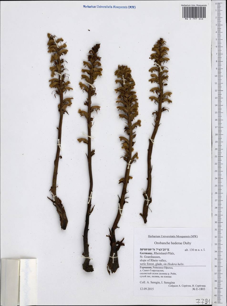 Orobanche hederae Duby, Western Europe (EUR) (Germany)