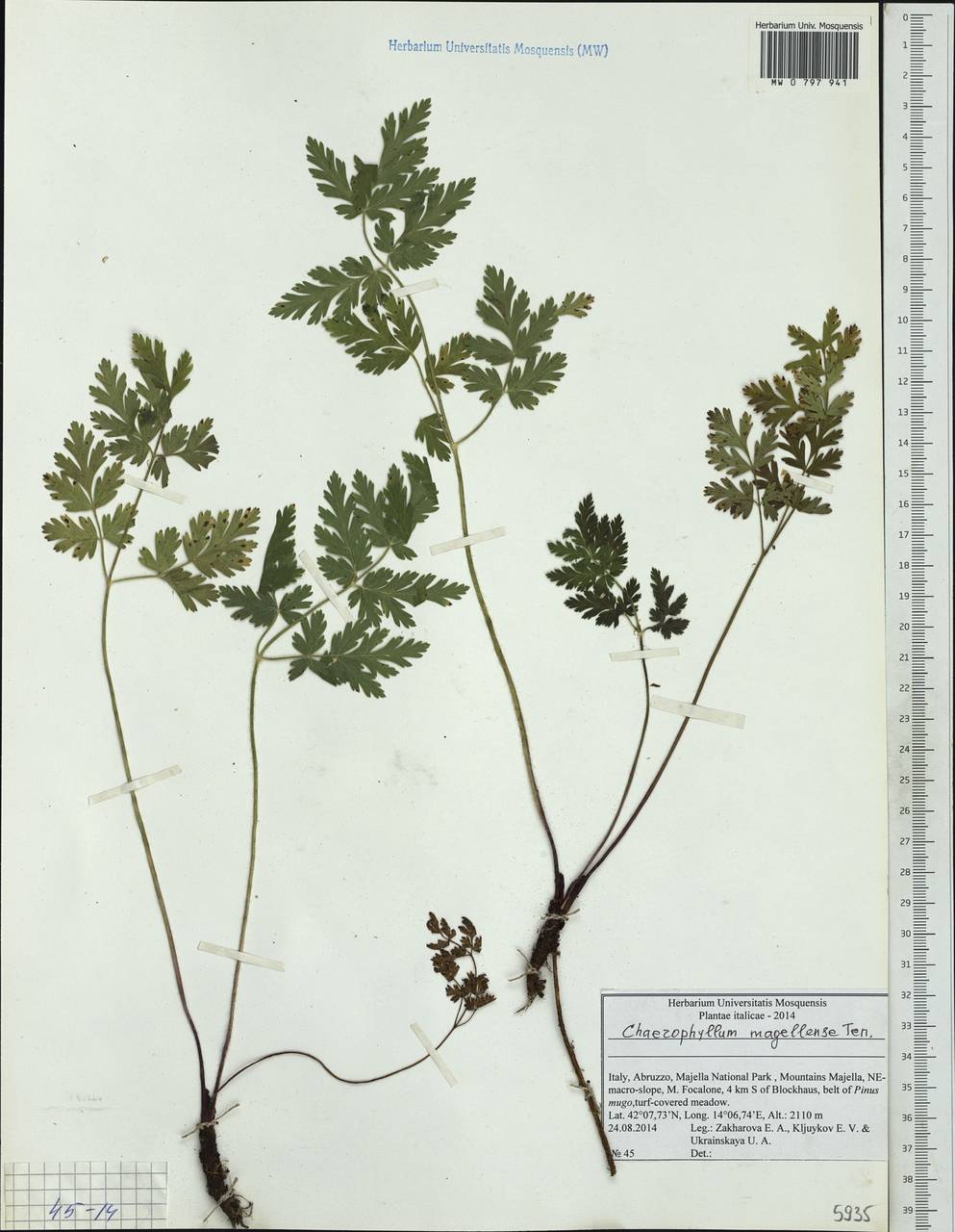 Chaerophyllum hirsutum subsp. magellense (Ten.) Pignatti, Western Europe (EUR) (Italy)