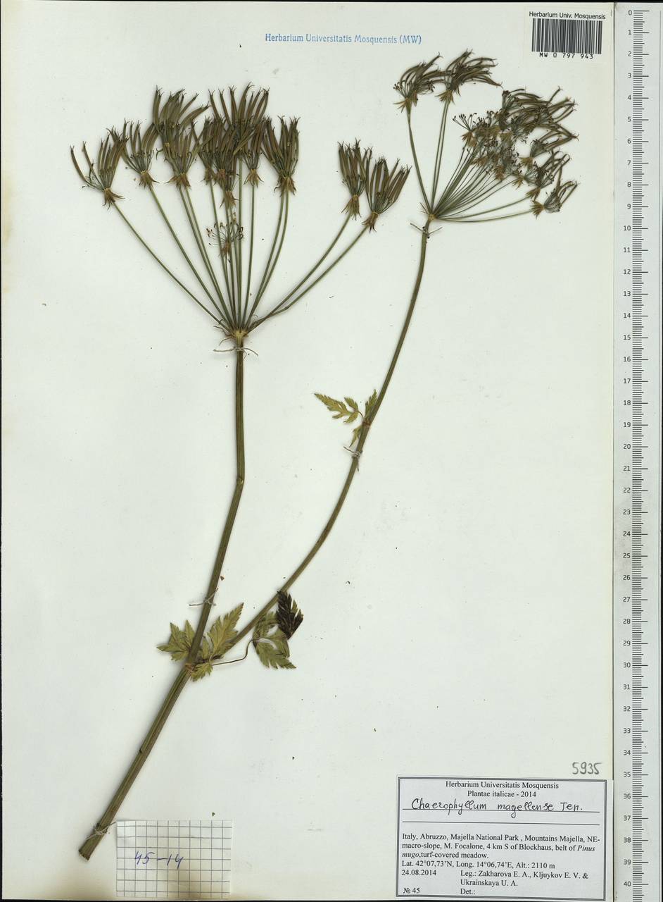 Chaerophyllum hirsutum subsp. magellense (Ten.) Pignatti, Western Europe (EUR) (Italy)