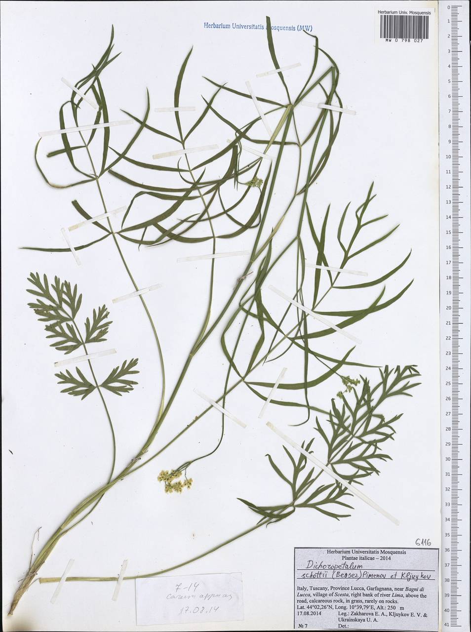 Dichoropetalum schottii (Besser ex DC.) Pimenov & Kljuykov, Western Europe (EUR) (Italy)