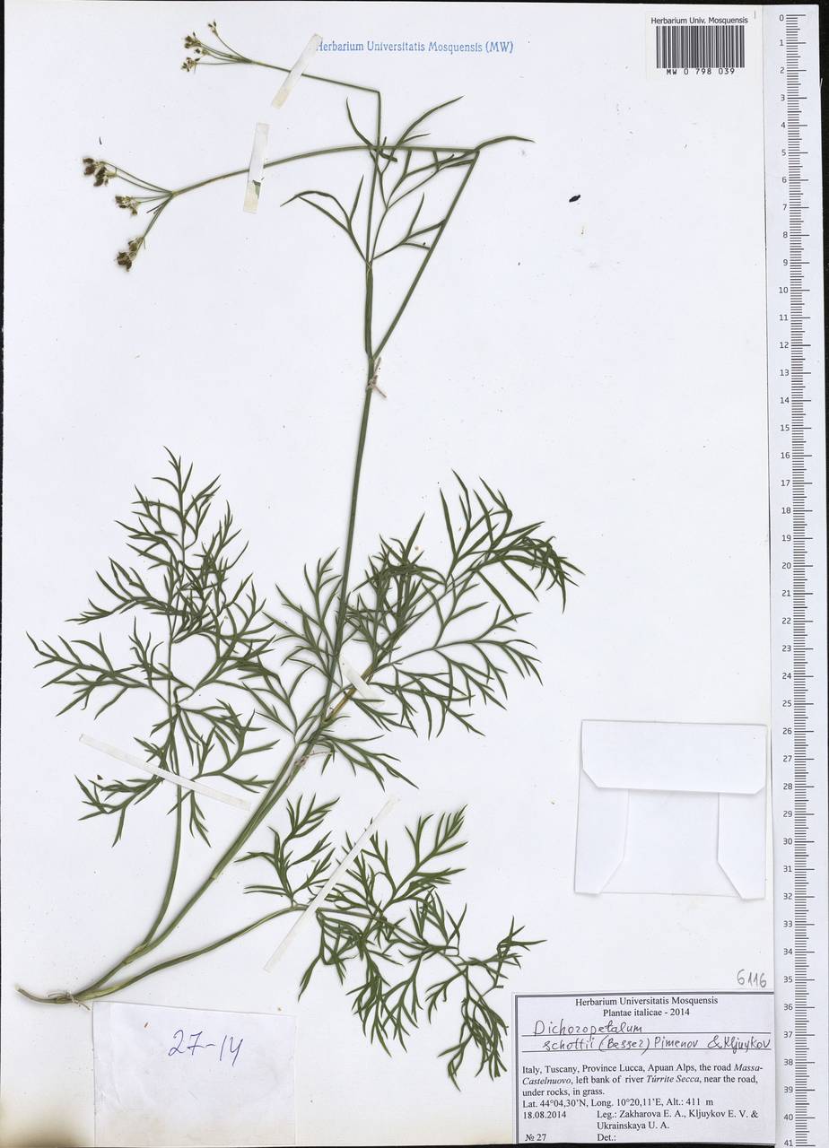 Dichoropetalum schottii (Besser ex DC.) Pimenov & Kljuykov, Western Europe (EUR) (Italy)