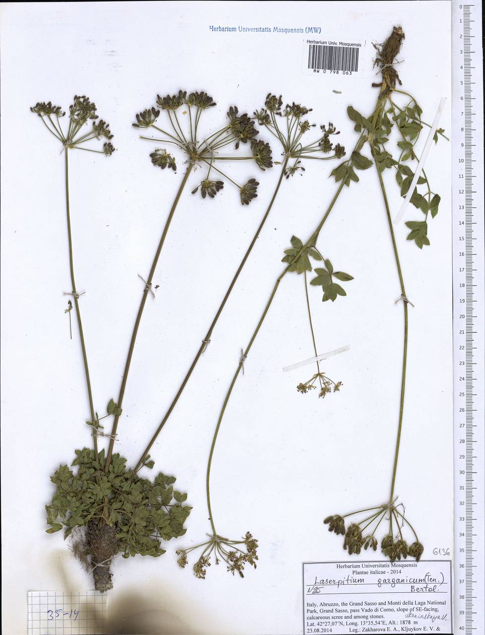 Siler montanum subsp. garganicum (Ten.) Iamonico, Bartolucci & F.Conti, Western Europe (EUR) (Italy)