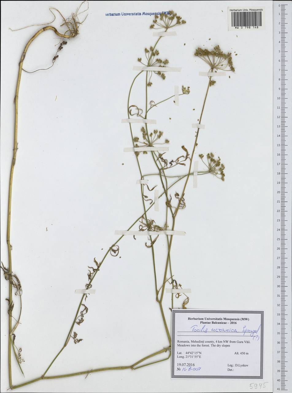 Torilis ucranica Spreng., Western Europe (EUR) (Romania)