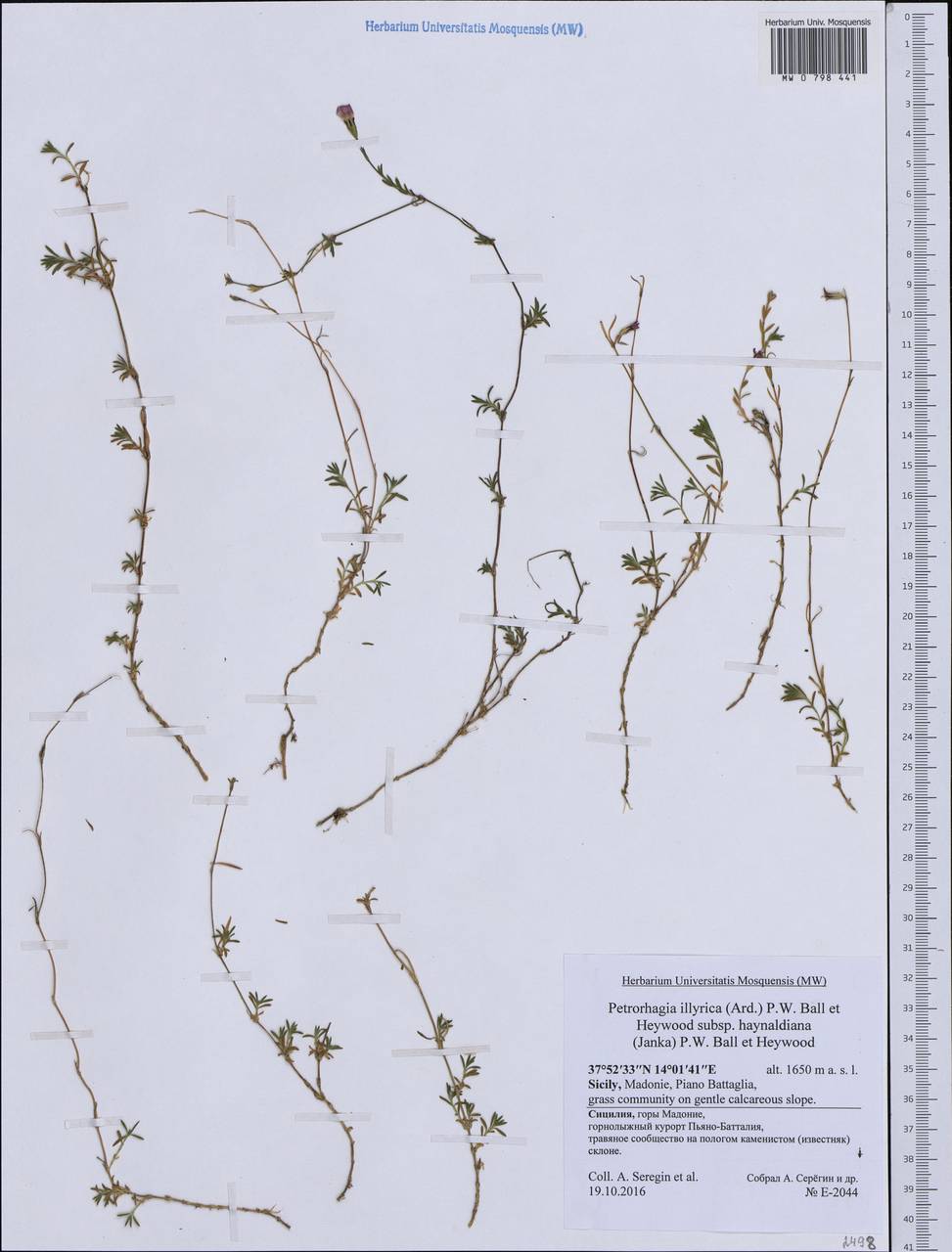 Petrorhagia illyrica subsp. haynaldiana (Janka) P. W. Ball & Heywood, Western Europe (EUR) (Italy)