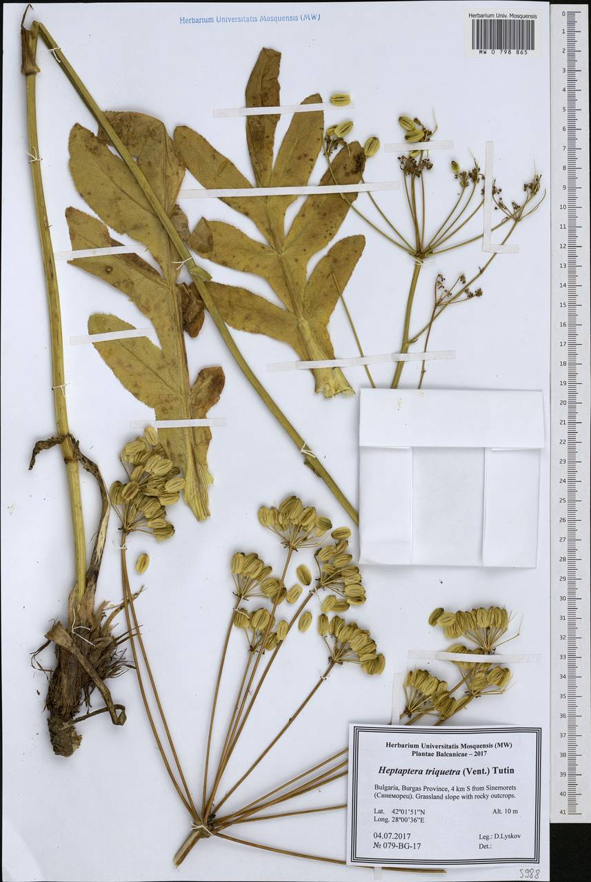 Heptaptera triquetra (Vent.) Tutin, Western Europe (EUR) (Bulgaria)