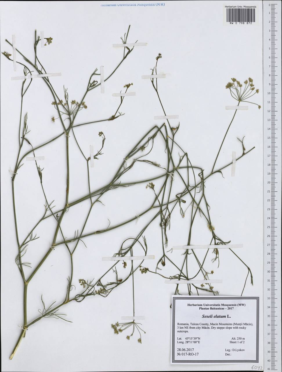 Seseli longifolium L., Western Europe (EUR) (Romania)