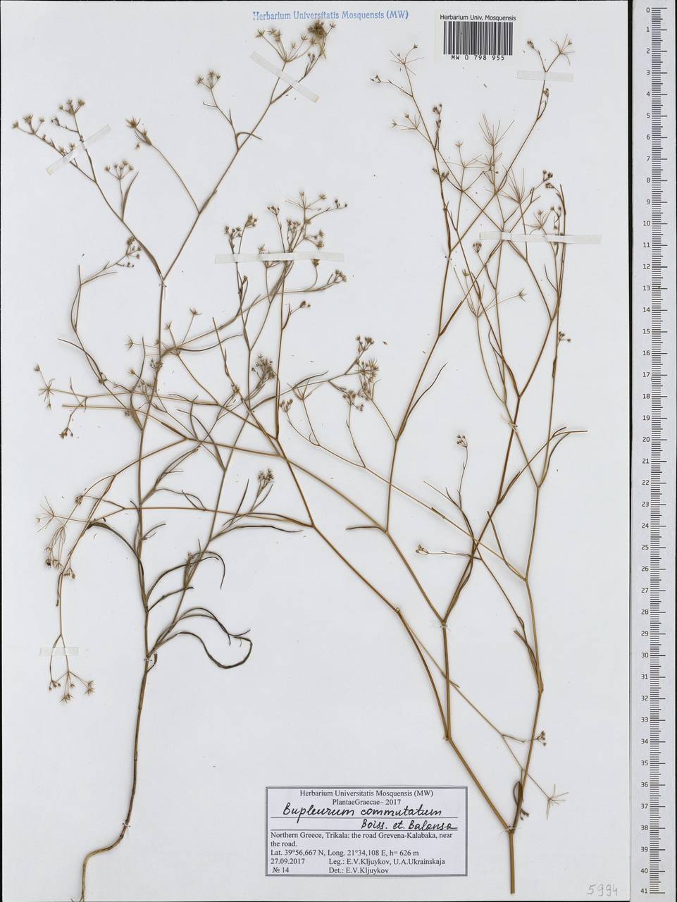 Bupleurum commutatum Boiss. & Balansa, Western Europe (EUR) (Greece)