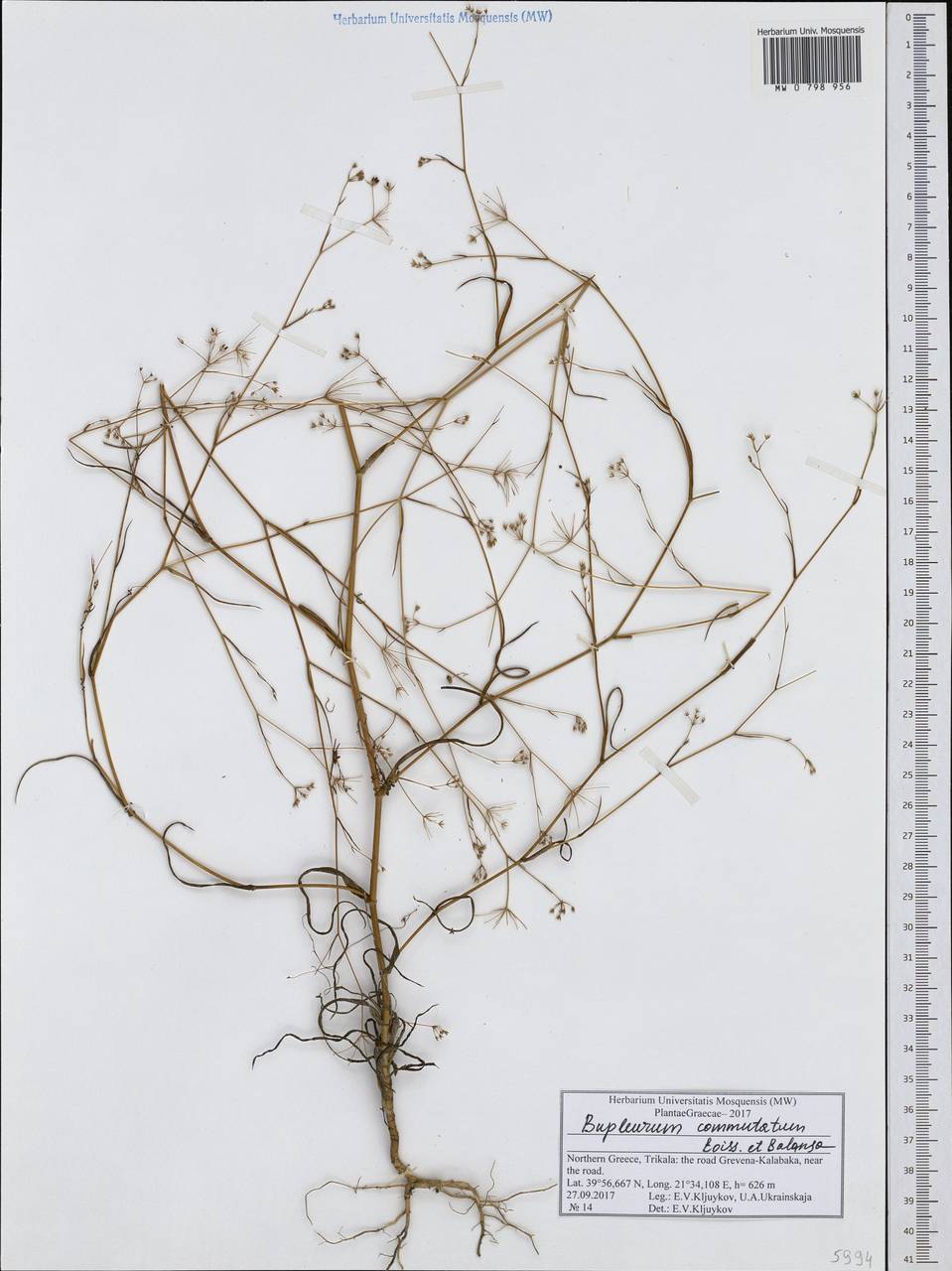 Bupleurum commutatum Boiss. & Balansa, Western Europe (EUR) (Greece)