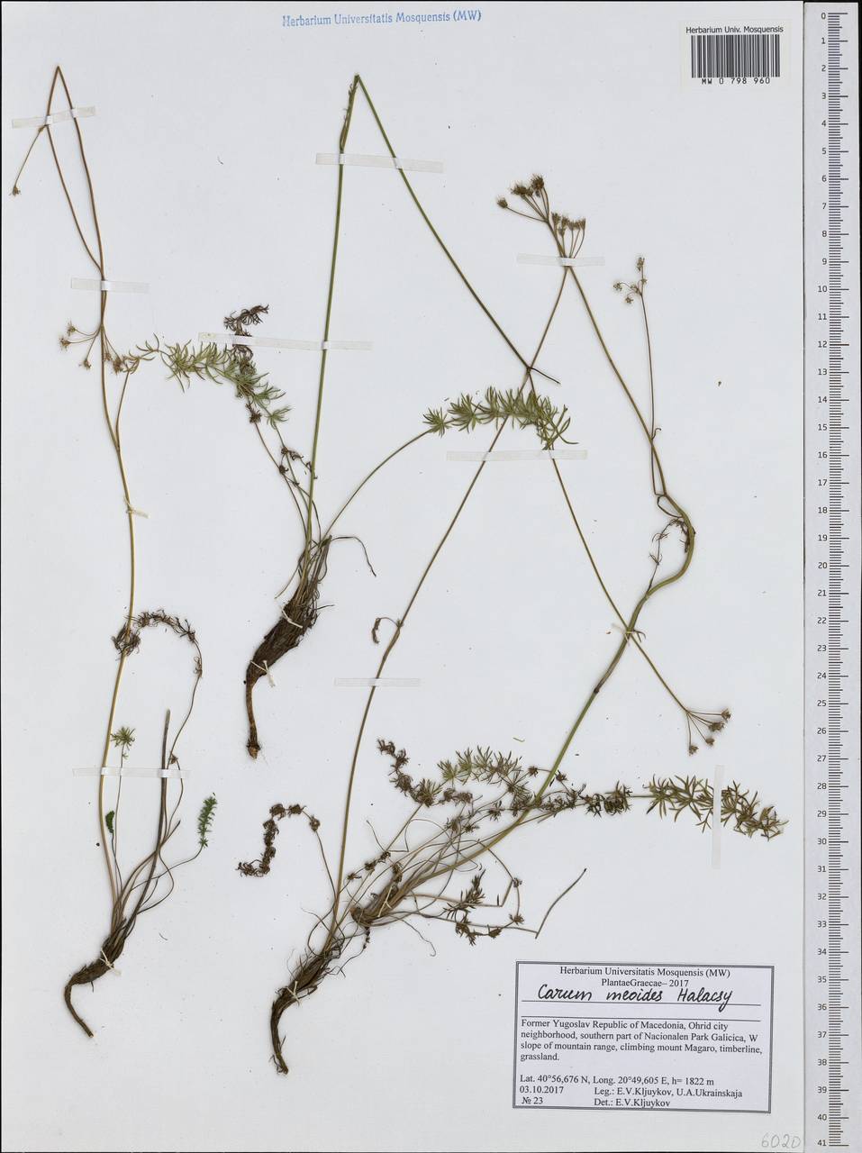 Carum meoides (Griseb.) Halácsy, Western Europe (EUR) (North Macedonia)