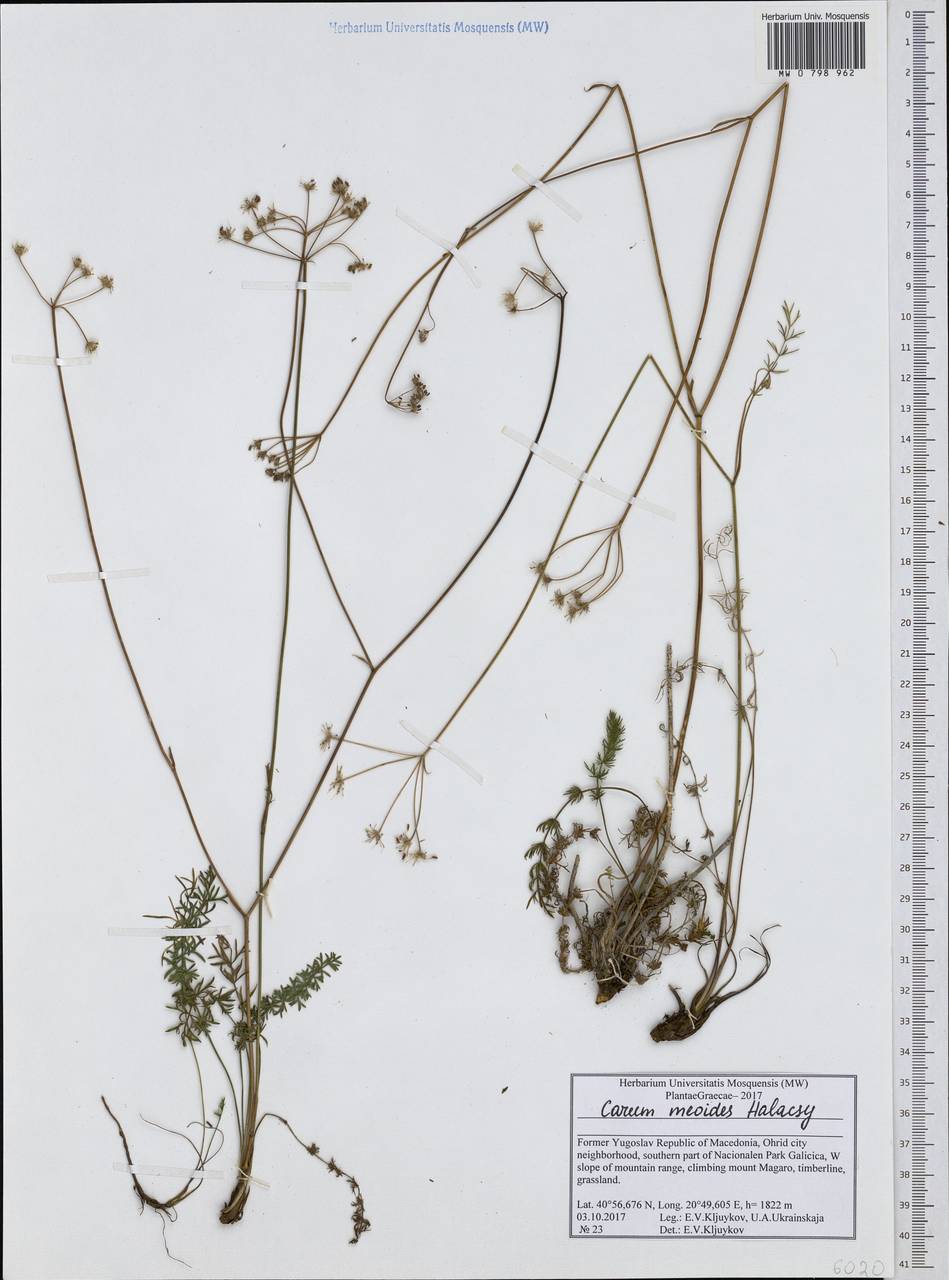 Carum meoides (Griseb.) Halácsy, Western Europe (EUR) (North Macedonia)