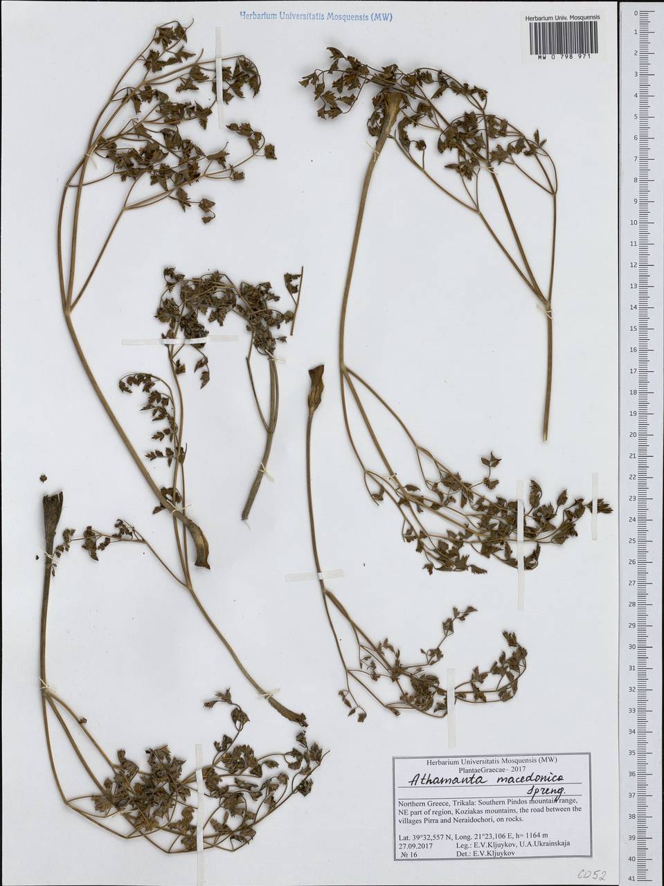 Bubon macedonicum L., Western Europe (EUR) (Greece)