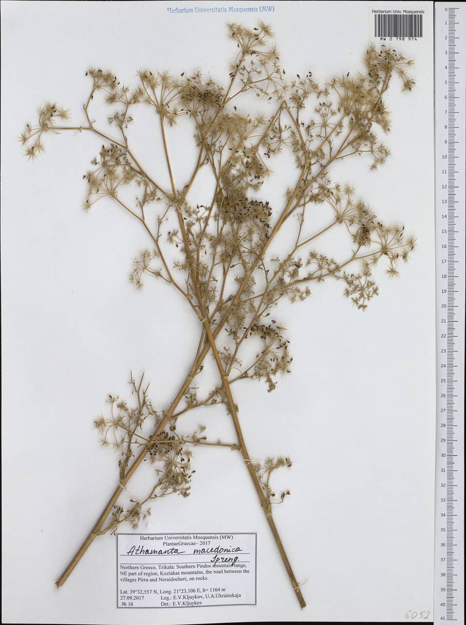 Bubon macedonicum L., Western Europe (EUR) (Greece)