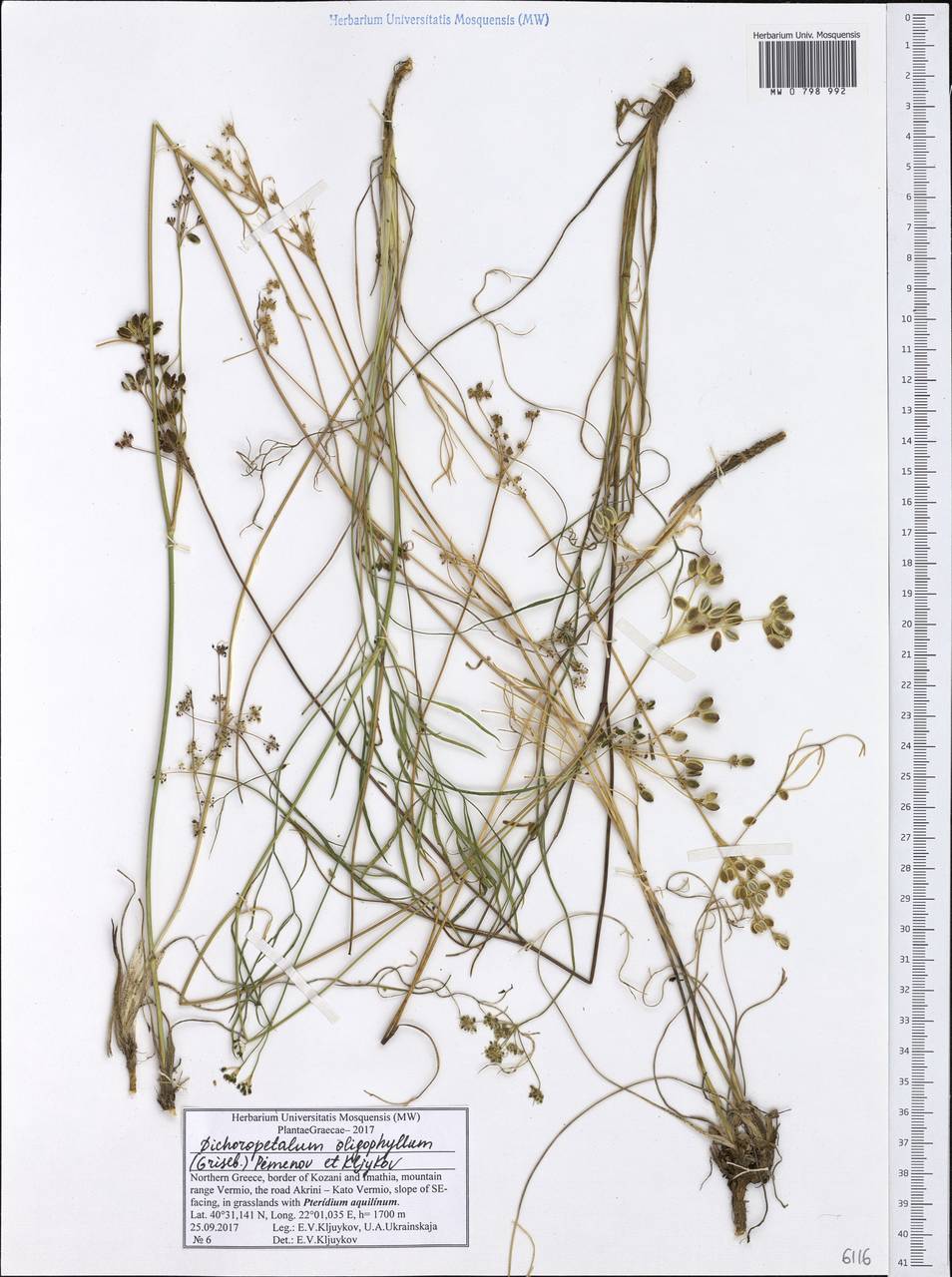 Dichoropetalum oligophyllum (Griseb.) Pimenov & Kljuykov, Western Europe (EUR) (Greece)