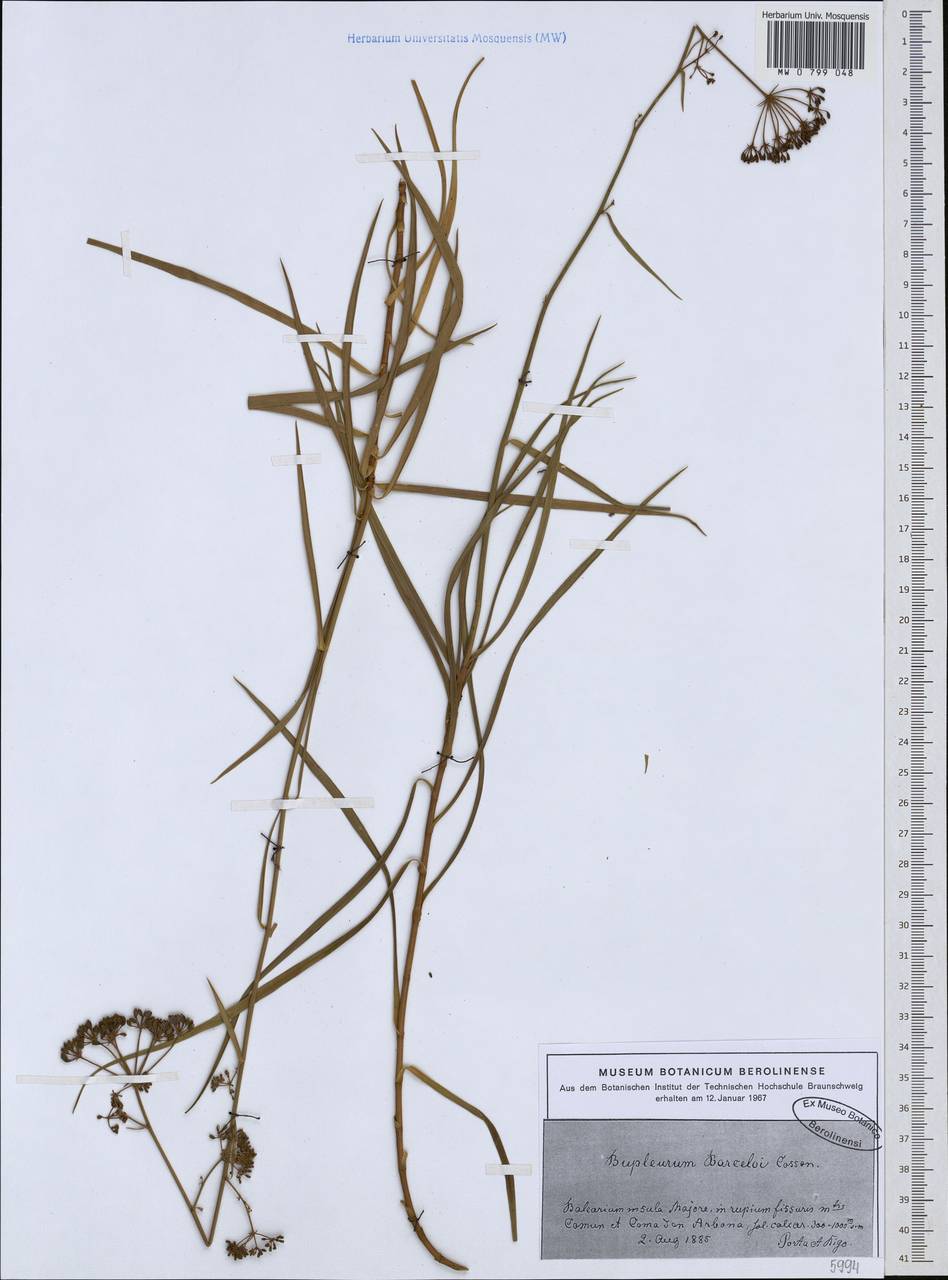 Bupleurum barceloi Coss. ex Willk., Western Europe (EUR) (Spain)