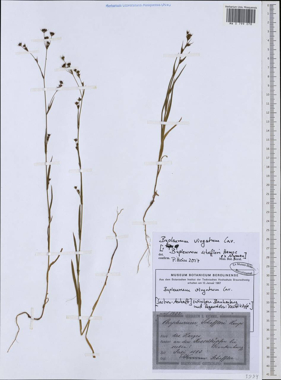 Bupleurum virgatum Cav., Western Europe (EUR) (Germany)