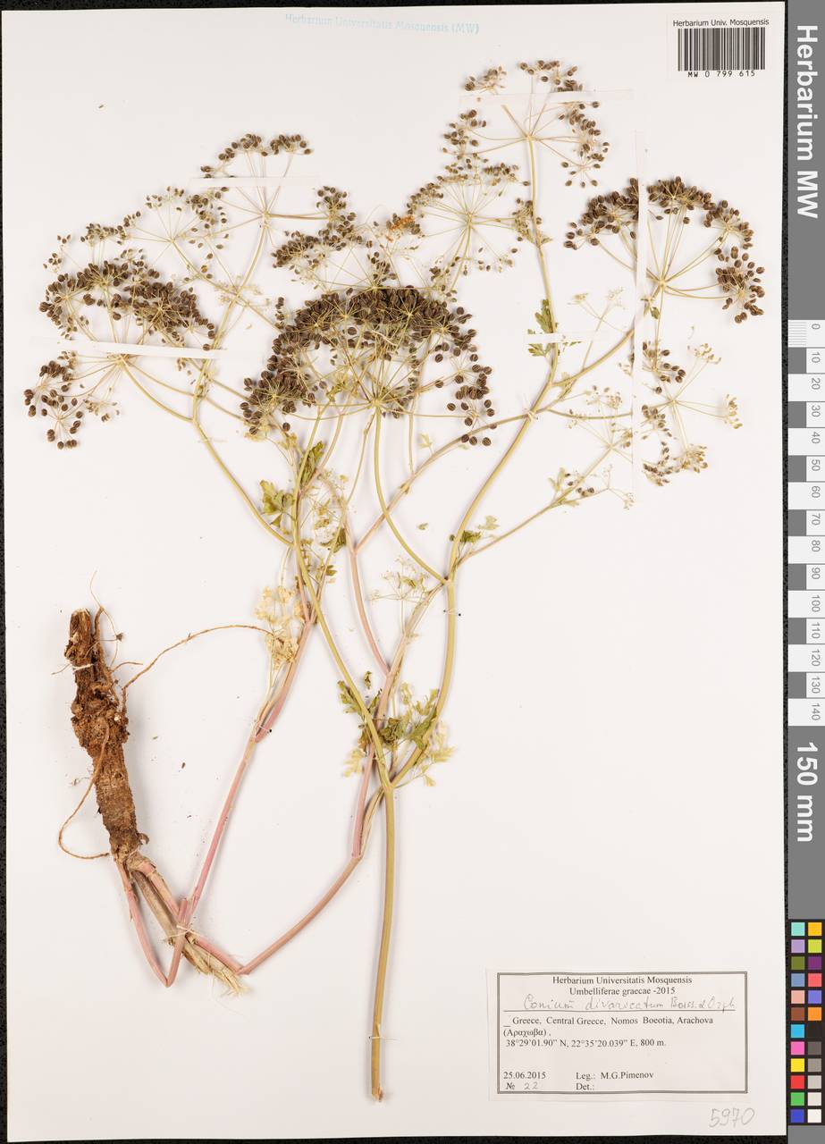 Conium divaricatum Boiss. & Orph., Western Europe (EUR) (Greece)