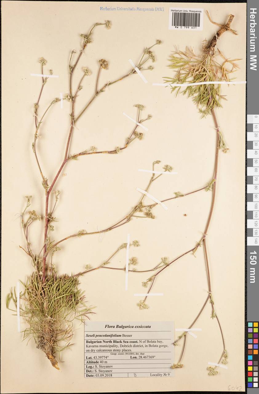 Seseli besserianum Stoyanov & Ostr., Western Europe (EUR) (Bulgaria)