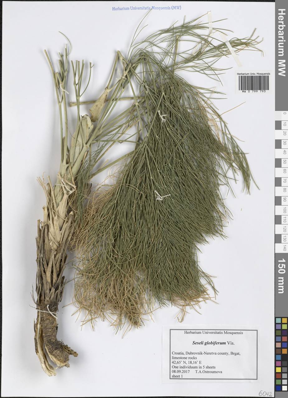 Seseli globiferum Vis., Western Europe (EUR) (Croatia)