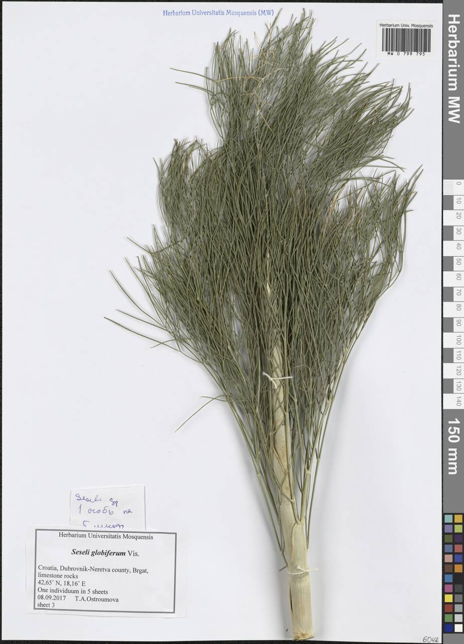 Seseli globiferum Vis., Western Europe (EUR) (Croatia)