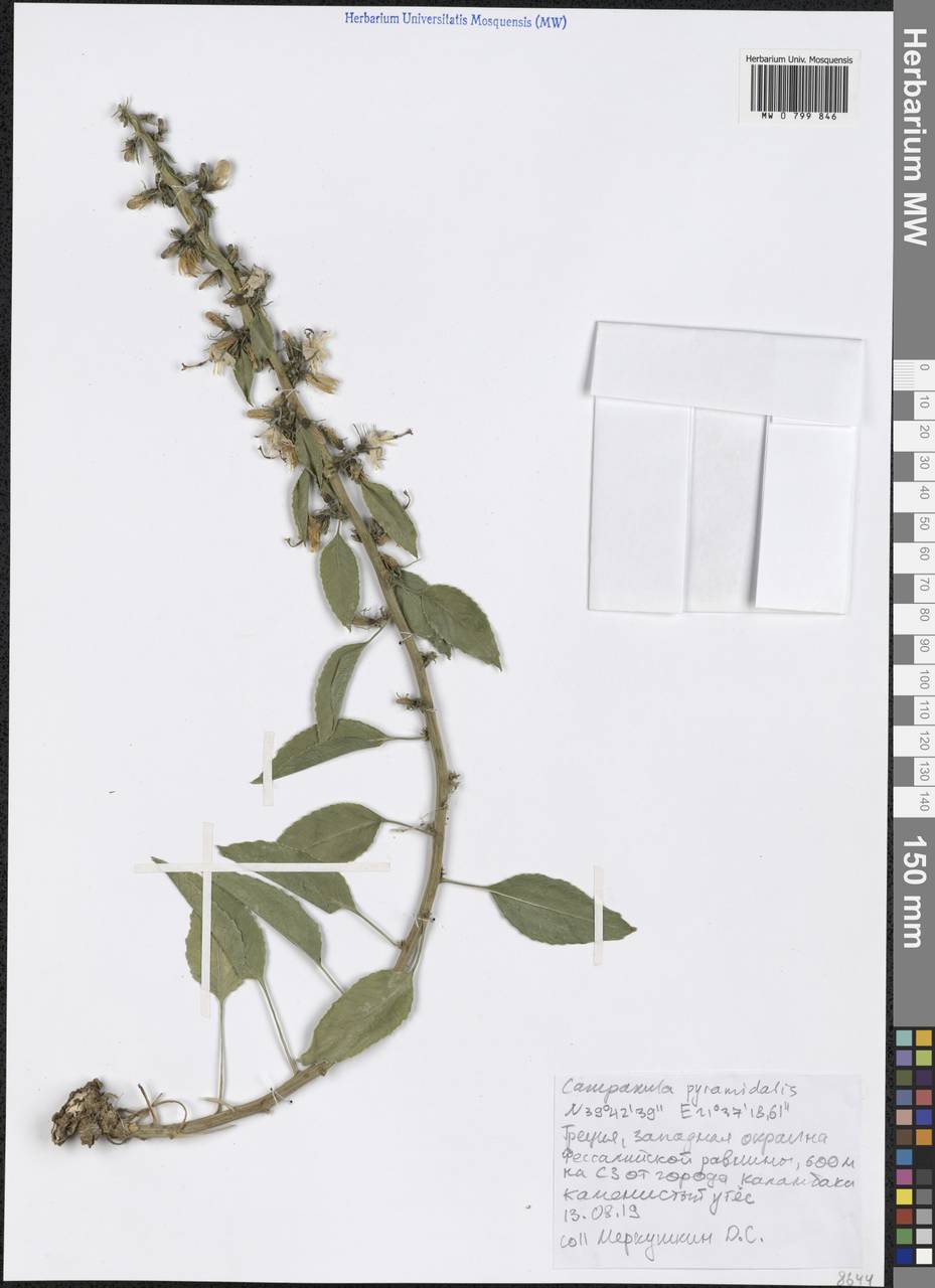 Campanula pyramidalis L., Western Europe (EUR) (Greece)